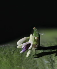 Ruscus × microglossus