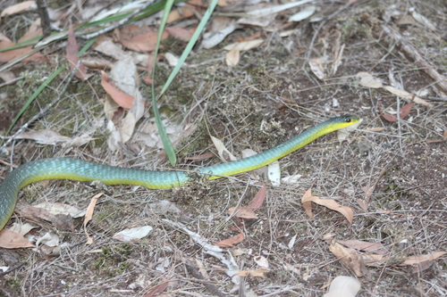 Common Tree Snake sighting
