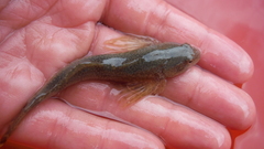 Cottus cognatus