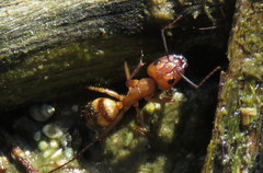 Camponotus variegatus