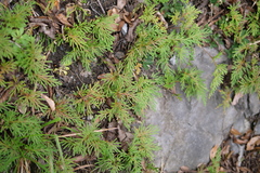 Selaginella tamariscina