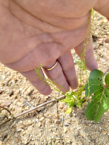 Microtea celosioides (Microtea celosioides)