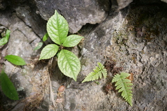 Chloranthus oldhamii