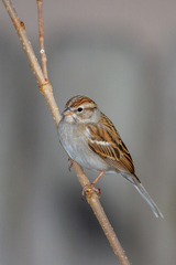 Chipping Sparrow photo 6