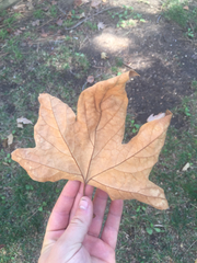 Platanaceae