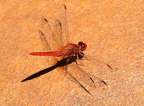 Little Scarlet