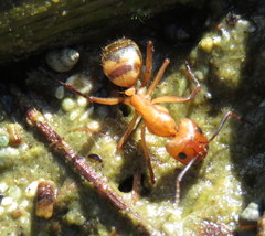 Camponotus variegatus