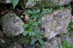 Lysionotus pauciflorus