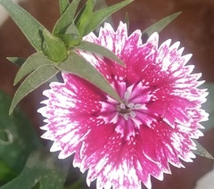 Dianthus chinensis