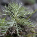Artemisia somae - Photo (c) Yaling Lin,  זכויות יוצרים חלקיות (CC BY-NC), הועלה על ידי Yaling Lin