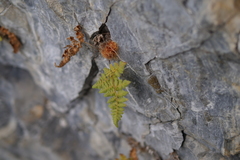 Hypodematium crenatum