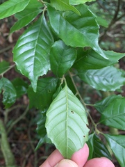 Lithocarpus konishii