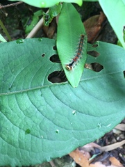Lymantria xylina