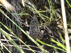 Leptodactylus fuscus