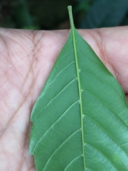 Lithocarpus konishii