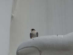Falco peregrinus