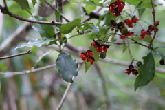 Pittosporum illicioides
