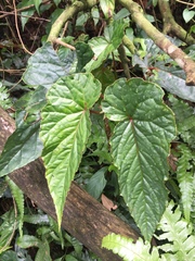 Begonia longifolia