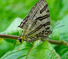 Cigaritis natalensis