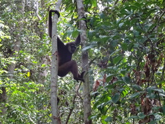 Hylobates albibarbis