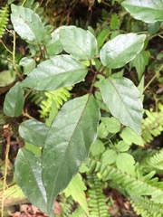 Causonis corniculata