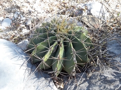 Ferocactus echidne