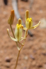 Albuca longipes