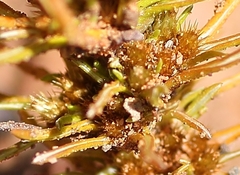 Ifloga anomala