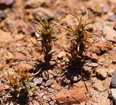 Ifloga anomala