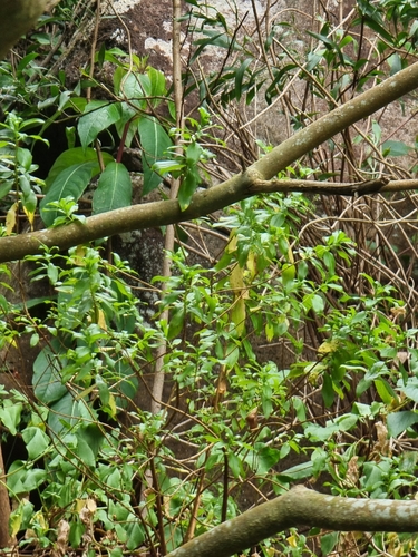 Hypericum glandulosum (Hypericum glandulosum)