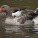 Domestic Greylag Goose - Photo (c) thibaut-pilatte, some rights reserved (CC BY-NC)