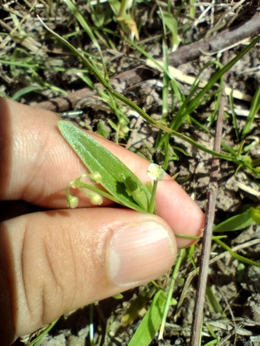 Callisia filiformis (Callisia filiformis)