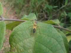 Zelus laticornis