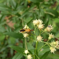 Zelus laticornis