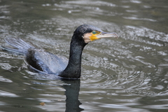 Phalacrocorax carbo