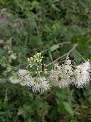 Zelus laticornis