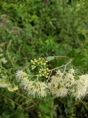 Zelus laticornis