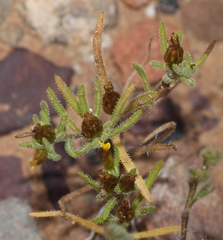 Rhynchopsidium sessiliflorum