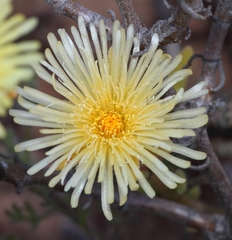 Mesembryanthemum nitidum