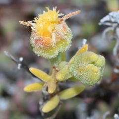 Mesembryanthemum nitidum