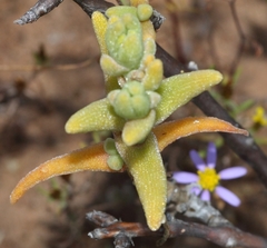 Mesembryanthemum nitidum