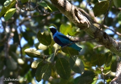 Cotinga amabilis