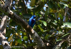 Cotinga amabilis