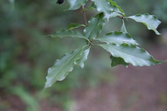 Pittosporum illicioides