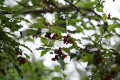 Pittosporum illicioides
