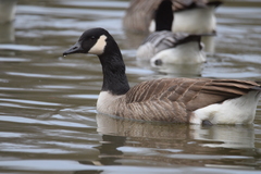 Branta canadensis