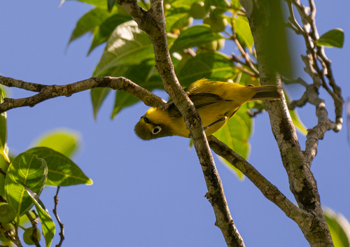 Yellowish White-eye (Zosterops nigrorum), photo 4