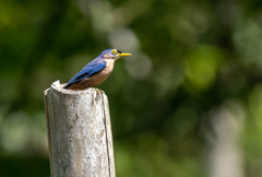 Sulphur-Billed Nuthatch photo 3