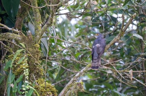 Philippine Hawk-Cuckoo (Hierococcyx pectoralis), photo 2
