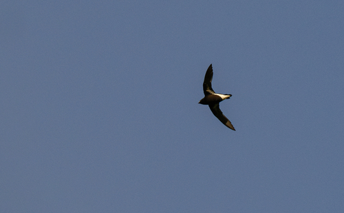 Purple Needletail (Hirundapus celebensis), photo 2